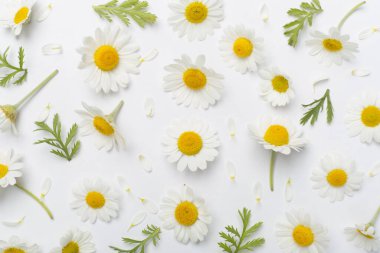 Renkli arka planda papatya çiçekleri ile düz uzanmış, üst görünüm