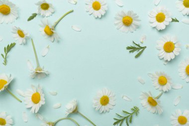 Renkli arka planda papatya çiçekleri ile düz uzanmış, üst görünüm