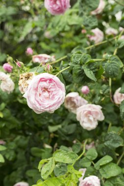 Bahçede açan güller, yakın çekim manzarası.