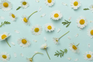 Renkli arka planda papatya çiçekleri ile düz uzanmış, üst görünüm