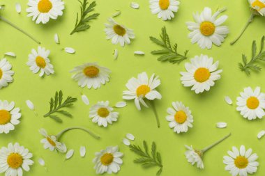 Renkli arka planda papatya çiçekleri ile düz uzanmış, üst görünüm