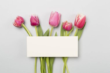 Renkli arka planda parlak laleler, üst manzara. Tebrik kartı modeli