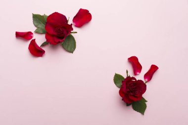 Mockup for cosmetic products with red roses on color background, top view