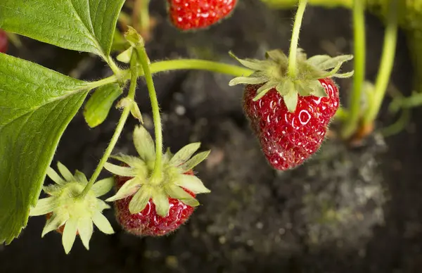 Strawberry plant with ripe red strawberries