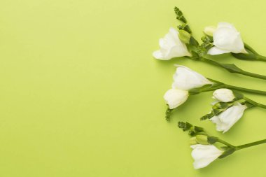 Renk arkaplanında beyaz frezya çiçeği, üst görünüm