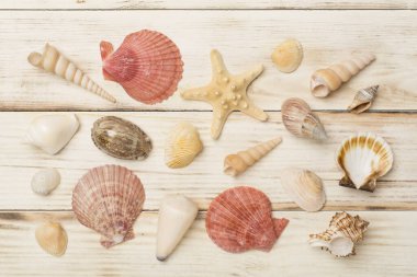 Ahşap zemin üzerinde deniz kabukları, üst görünüm