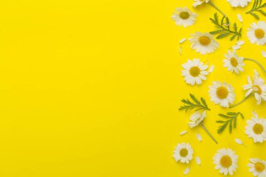 Renkli arka planda papatya çiçekleri ile düz uzanmış, üst görünüm