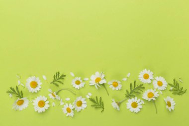 Renkli arka planda papatya çiçekleri ile düz uzanmış, üst görünüm