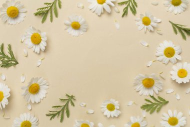 Renkli arka planda papatya çiçekleri ile düz uzanmış, üst görünüm