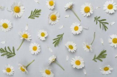 Renkli arka planda papatya çiçekleri ile düz uzanmış, üst görünüm