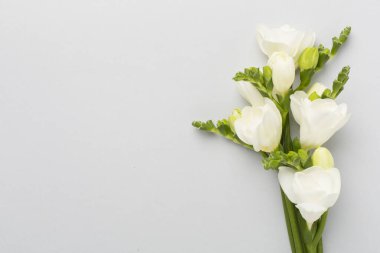 Renk arkaplanında beyaz frezya çiçeği, üst görünüm