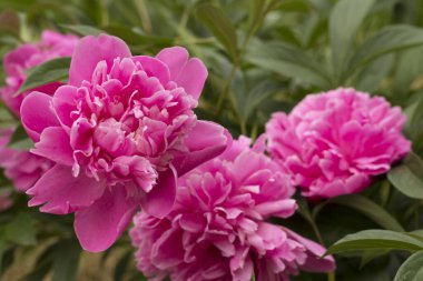 Bahçede güzel pembe şakayıklar, yakın plan..