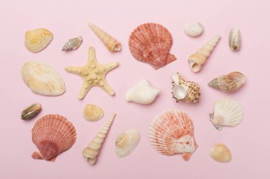 Renk arkaplanı üzerinde deniz kabukları, üst görünüm