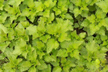 Arka plan olarak taze ısırgan otu, üst görünüm