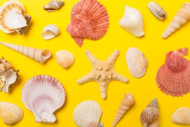 Renk arkaplanı üzerinde deniz kabukları, üst görünüm