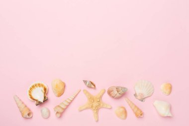 Renk arkaplanı üzerinde deniz kabukları, üst görünüm