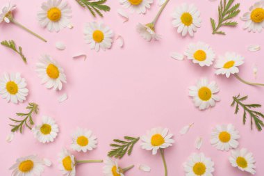 Renkli arka planda papatya çiçekleri ile düz uzanmış, üst görünüm