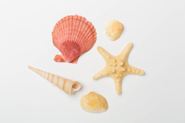 Sea shells on color background, top view