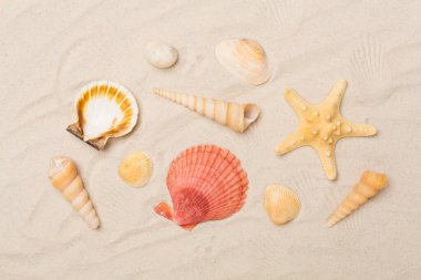 Kumda deniz kabukları, üst manzara.