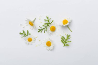 Renkli arka planda papatya çiçekleri ile düz uzanmış, üst görünüm