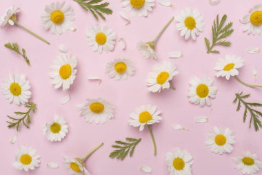 Renkli arka planda papatya çiçekleri ile düz uzanmış, üst görünüm