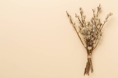 Pussy willow branches on color background, top, view. Palm Sunday concept
