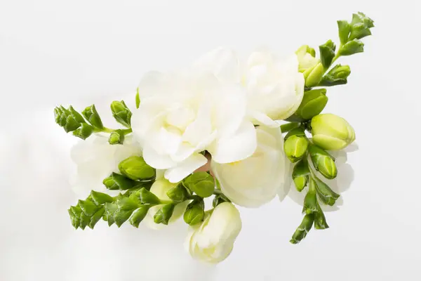Nice White Freesia Flowers Light Background Royalty Free Stock Photos