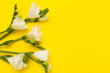 Renk arkaplanında beyaz frezya çiçeği, üst görünüm