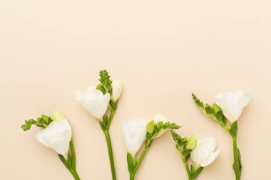 Renk arkaplan üzerinde beyaz frezya çiçeği, üst görünüm