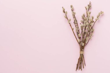 Pussy willow branches on color background, top, view. Palm Sunday concept