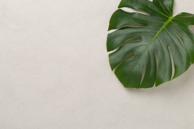 Kum arka planda canavar yaprağı, üst görünüm