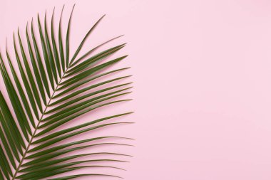 Renk arkaplan üzerinde yeşil palmiye yaprakları, üst görünüm