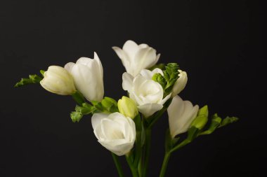 Siyah arkaplanda güzel beyaz frezya çiçekleri