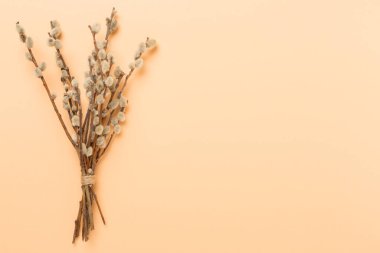 Pussy willow branches on color background, top, view. Palm Sunday concept
