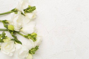 Beton zemin üzerinde beyaz frezya çiçeği, üst görünüm