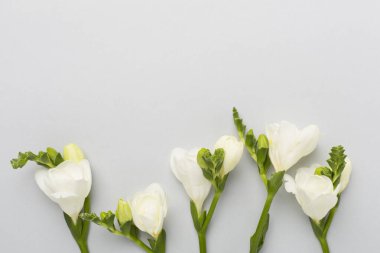 Renk arkaplan üzerinde beyaz frezya çiçeği, üst görünüm