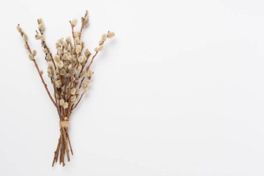 Pussy willow branches on color background, top, view. Palm Sunday concept