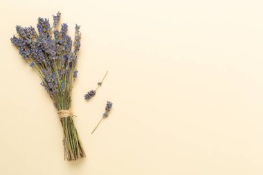 Renkli arka planda lavanta filizi, üst görünüm