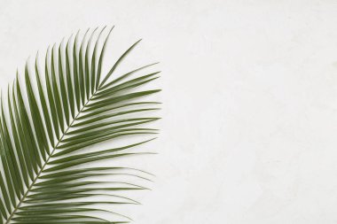 Beton zemin üzerinde yeşil palmiye yaprakları, üst görünüm