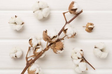 Ahşap arka planda pamuk çiçekleri dalları, üst manzara
