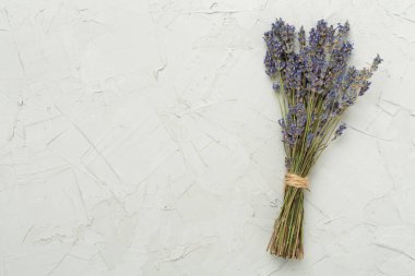 Beton zemin üzerinde lavanta filizi, üst görünüm