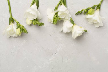 Beton zemin üzerinde beyaz frezya çiçeği, üst görünüm