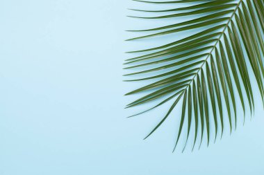 Renk arkaplan üzerinde yeşil palmiye yaprakları, üst görünüm