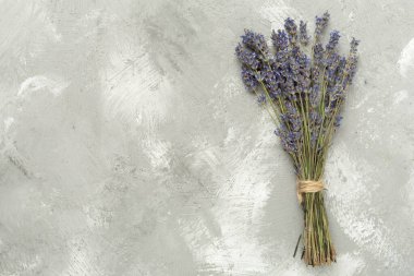 Beton zemin üzerinde lavanta filizi, üst görünüm