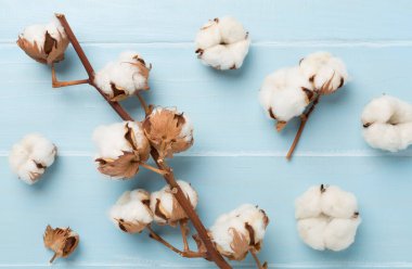 Ahşap arka planda pamuk çiçekleri dalları, üst manzara