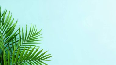 Yazın özünü bu çarpıcı görüntüyle kucaklayın taze, canlı yeşil palmiye yaprakları, dingin pastel mavi arka planda sergileniyor. Bu tropik sahne tatil ve cennet duygusunu çağrıştırıyor. Seyahat yerleri ve plaj için mükemmel.
