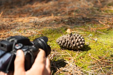 Ormanın yeşil yosunlu zemininde, çam kozalağında büyüyen vahşi bir mantarın fotoğrafını çeken erkek elleri.. 