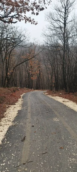 Road with mud tracks of a car that leads in the woods