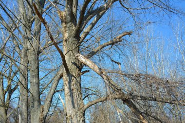 Broken tree in a forest after the storm