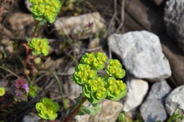 Euphorbia helioskopi çiçeği, güneş köpüklü ya da deli kadının sütü